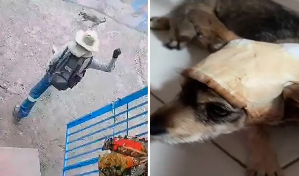Cámaras de seguridad registraron el brutal ataque contra la perrita. Foto: composición LR/difusión Cámaras de seguridad registraron el brutal ataque contra la perrita. Foto: composición LR/difusión