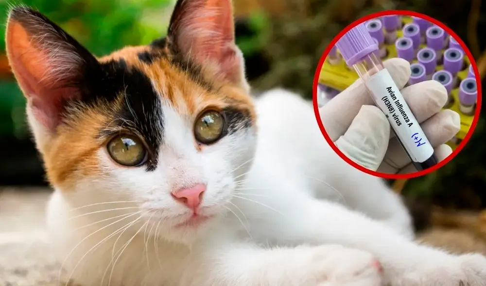 La FDA recomienda desechar los alimentos retirados y contactar a un veterinario ante cualquier síntoma. También sugiere evitar productos de procedencia no verificable para prevenir riesgos. Foto: Pluralidad Z La FDA recomienda desechar los alimentos retirados y contactar a un veterinario ante cualquier síntoma. También sugiere evitar productos de procedencia no verificable para prevenir riesgos. Foto: Pluralidad Z