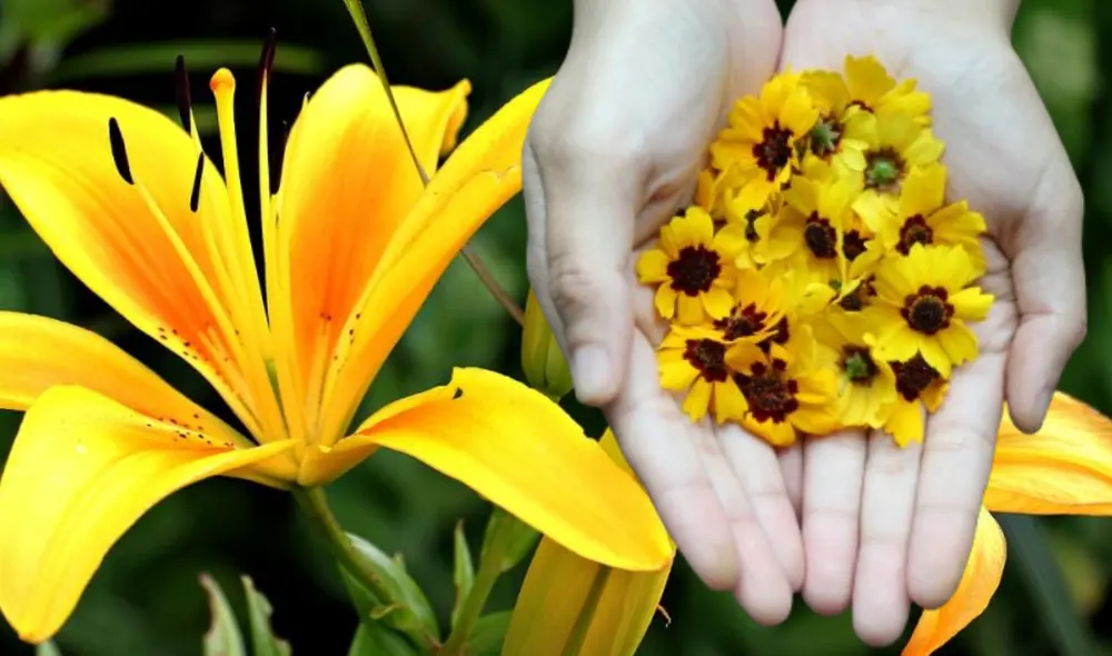 Regalar flores amarillas se ha consolidado como una tradición para expresar sentimientos de amor y cariño. Foto: Composición LR/Unsplash