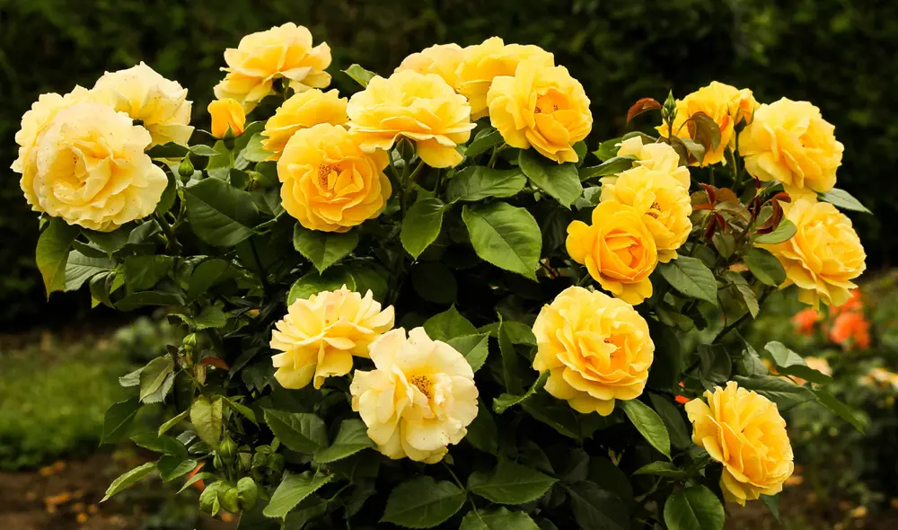 Estas son tarjetas y mensajes inspiradores para acompañar tus flores amarillas en México.Foto: composición LR