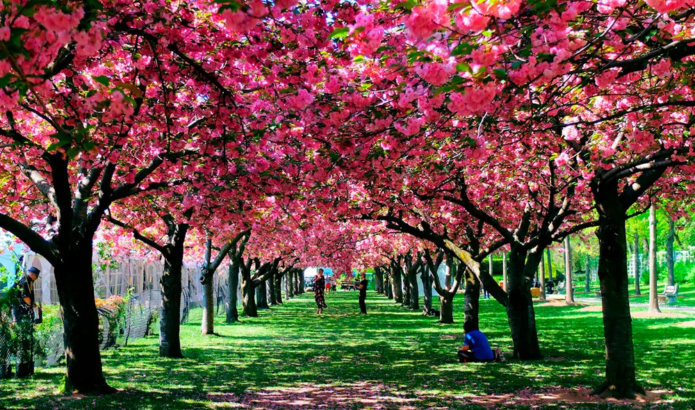 Nueva York da la bienvenida a la primavera con temperaturas en aumento y condiciones más soleadas, marcando el inicio de una temporada de clima impredecible. Nueva York da la bienvenida a la primavera con temperaturas en aumento y condiciones más soleadas, marcando el inicio de una temporada de clima impredecible.