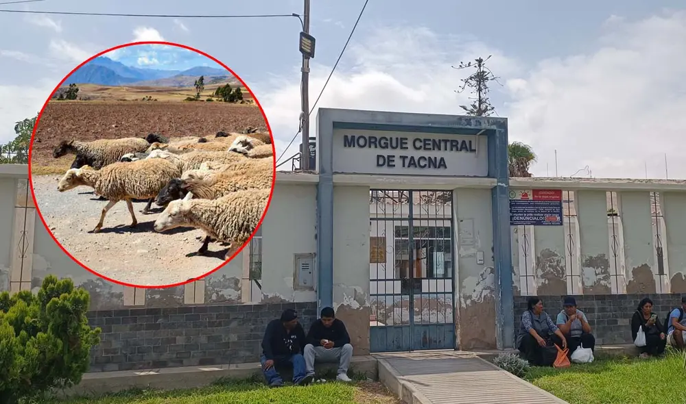 Cuerpo de anciana fue trasladado a morgue de Tacna. Foto: Liz Ferrer - La República / composición LR Cuerpo de anciana fue trasladado a morgue de Tacna. Foto: Liz Ferrer - La República / composición LR