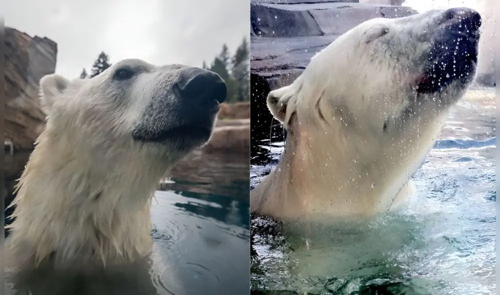 Nora es uno de los animales más queridos por los visitantes del Zoológico de Oregon. Foto: imgur/Association of Zoos & Aquariums Nora es uno de los animales más queridos por los visitantes del Zoológico de Oregon. Foto: imgur/Association of Zoos & Aquariums