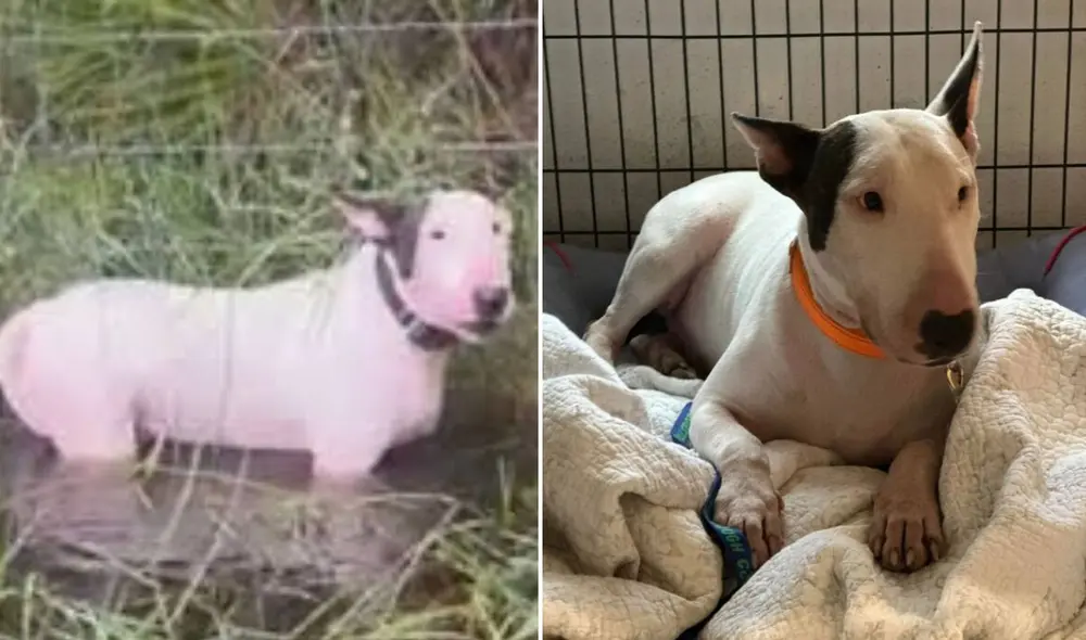 Tras el caso de Trooper, Florida aprobó una ley que impone hasta $10,000 de multa y cargos por crueldad animal a quienes abandonen mascotas en emergencias climáticas. Foto: composición LR/La Vanguardia/TN