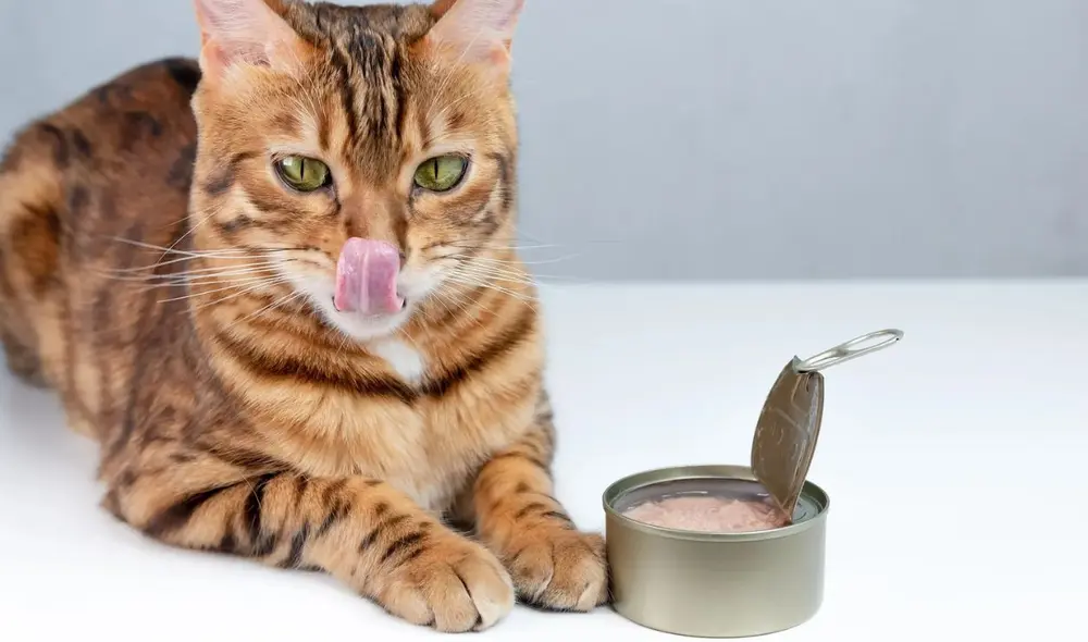 La FDA ha emitido un retiro de lotes de comida para gatos Savage Cat Food Chicken por posible contaminación con el virus de gripe aviar H5N1 en EE.UU. Foto: WIRED