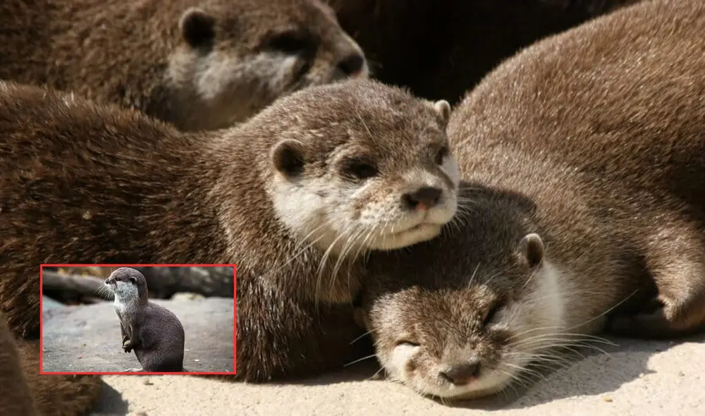 Un nuevo estudio revela que Perú es el país con mayor cantidad de nutrias en América. Foto: composición LR/El Sol de México/Mundomar Un nuevo estudio revela que Perú es el país con mayor cantidad de nutrias en América. Foto: composición LR/El Sol de México/Mundomar