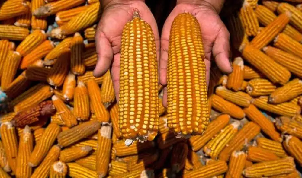 En México, se aprobó una reforma constitucional para prohibir el cultivo de maíz transgénico. Foto: Andina En México, se aprobó una reforma constitucional para prohibir el cultivo de maíz transgénico. Foto: Andina