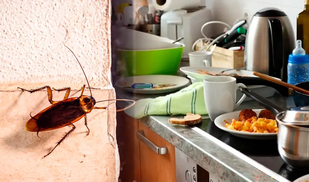Estas son las 4 razones de porque hay cucarachas en tu casa: conoce cómo eliminarlas de manera eficaz. Foto: composición LR/Hama/depositphotos.