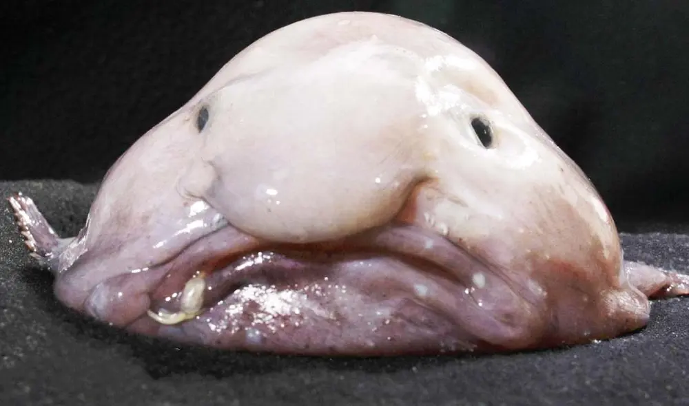 El pez borrón, considerado el animal más feo del mundo, ha sido elegido "pez del año" por el Mountains to Sea Conservation Trust, atrayendo la atención sobre especies vulnerables. Foto: BBC El pez borrón, considerado el animal más feo del mundo, ha sido elegido "pez del año" por el Mountains to Sea Conservation Trust, atrayendo la atención sobre especies vulnerables. Foto: BBC