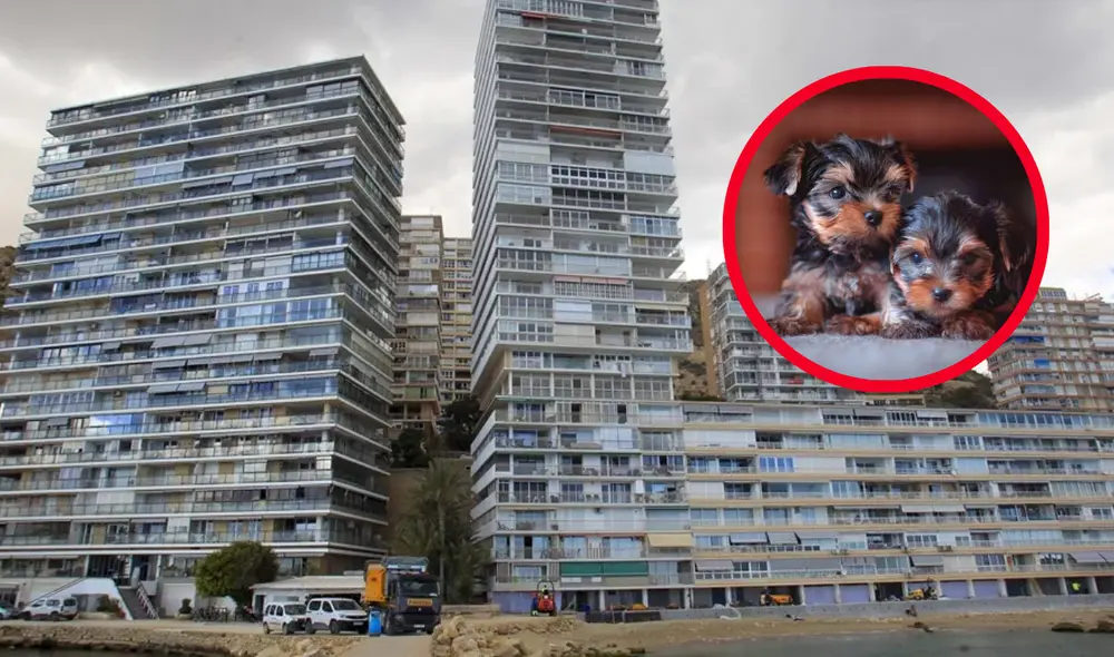 Los animales, de raza yorkshire terrier, cayeron a la calle de forma estrepitosa. Foto: composición LR/EFE