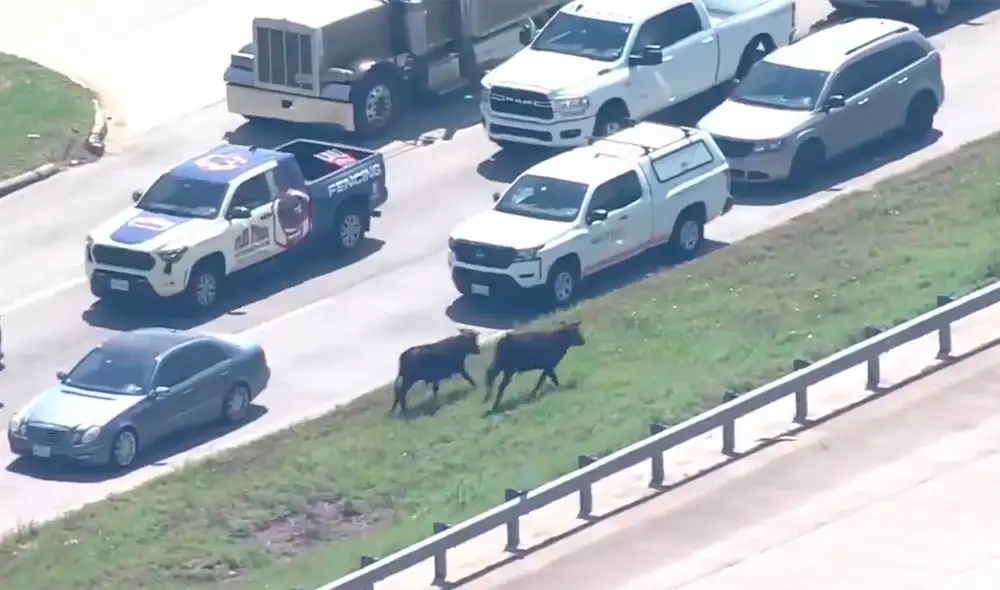 Estas vacas son conocidas como roping steers en inglés, que se usan para jalar a caballos y jinetes en los rodeos, precisaron autoridades. Foto: X @KPRC2 Estas vacas son conocidas como roping steers en inglés, que se usan para jalar a caballos y jinetes en los rodeos, precisaron autoridades. Foto: X @KPRC2