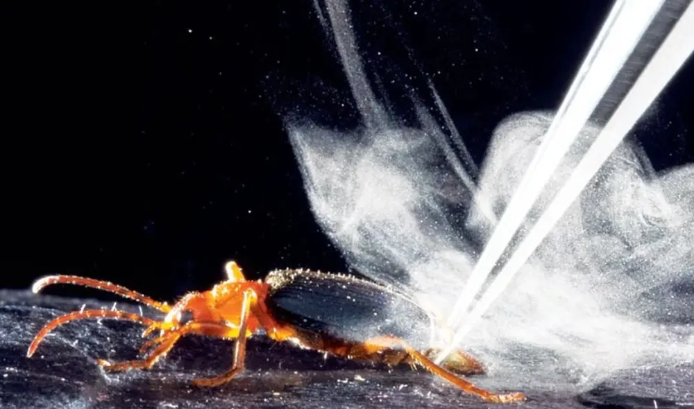 El mecanismo defensivo del escarabajo bombardero consiste en mezclar hidroquinonas y peróxido de hidrógeno en su abdomen. Foto: University of Arizona. El mecanismo defensivo del escarabajo bombardero consiste en mezclar hidroquinonas y peróxido de hidrógeno en su abdomen. Foto: University of Arizona.