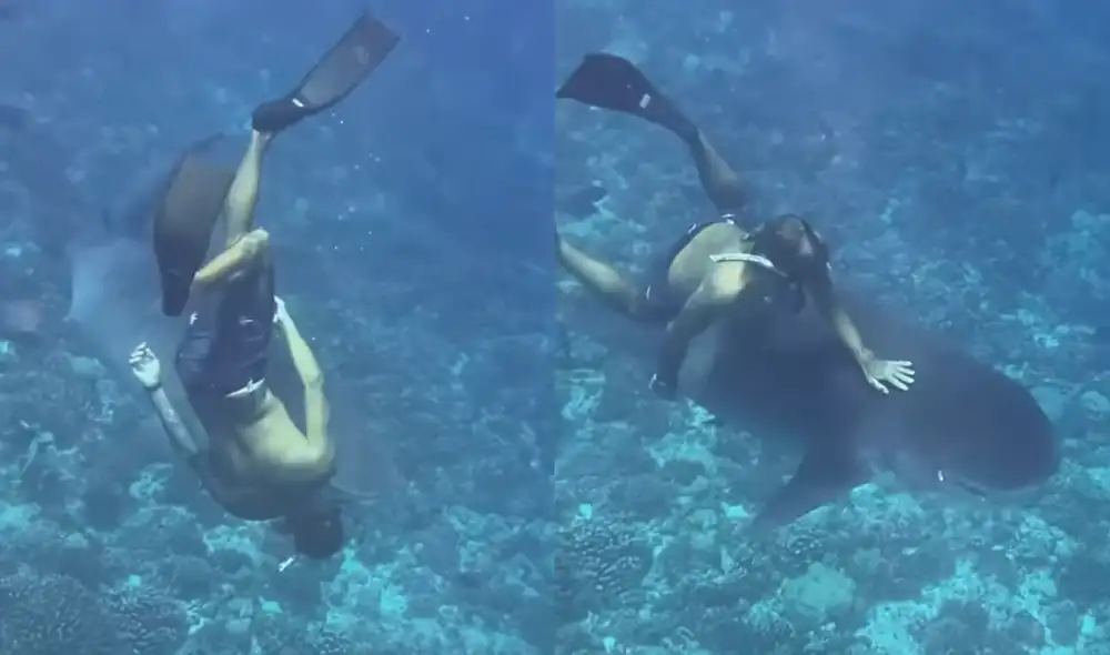 El deportista insta a la precaución al bucear con tiburones y enfatiza que las inmersiones deben realizarse con supervisión profesional y con total atención. Foto: composición LR/Denis Grosmaire/Instagram. El deportista insta a la precaución al bucear con tiburones y enfatiza que las inmersiones deben realizarse con supervisión profesional y con total atención. Foto: composición LR/Denis Grosmaire/Instagram.