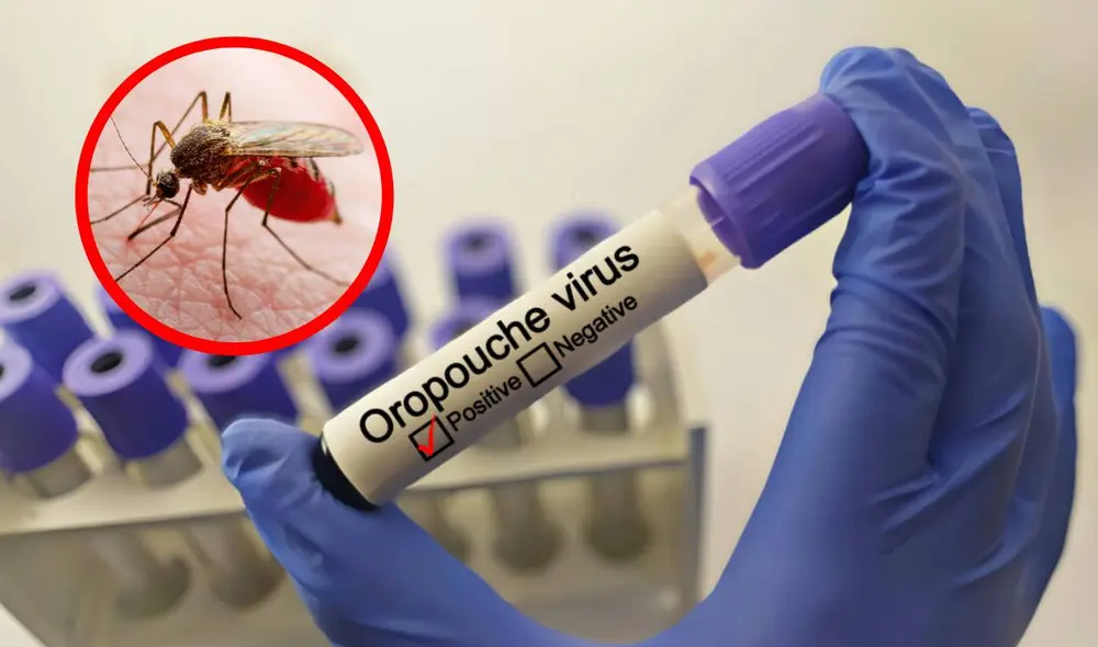 El virus Oropuche fue detectado por primera vez en 1955 cerca del río Oropouche, en Trinidad y Tobago. Foto: composiciónLR/Gaceta Médica/WIRED El virus Oropuche fue detectado por primera vez en 1955 cerca del río Oropouche, en Trinidad y Tobago. Foto: composiciónLR/Gaceta Médica/WIRED