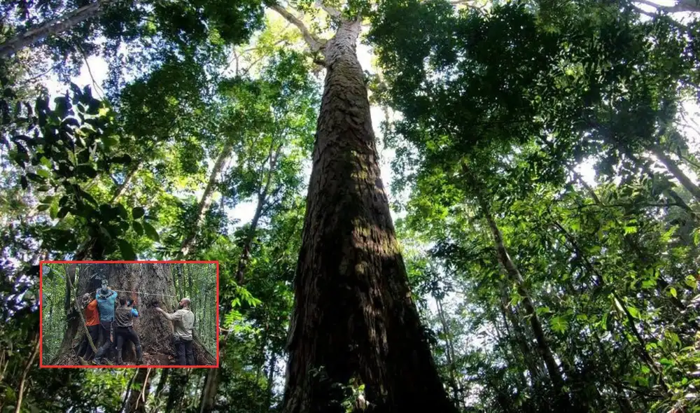 Con 88,5 metros de altura y un tronco de 9,9 metros de circunferencia, este árbol equivale a un edificio de 30 pisos y es el más alto registrado en Sudamérica. Foto: composición LR/De Último Minuto/Coolt