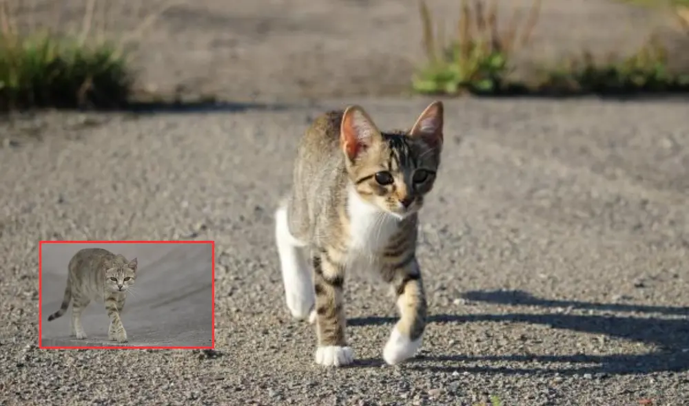 Los gatos tienen la particularidad de caminar en círculos debido a varios factores. Foto: composición LR/Las Provincias/Experto Animal