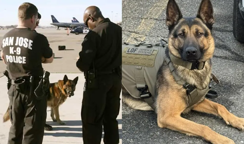 El ataque, de 60 segundos, dejó a Paredes con heridas graves, mientras que el responsable del K-9 fue expulsado de la unidad tras la denuncia. Foto:Composición LR/San Jose Police Departament/TV Azteca Jalisco