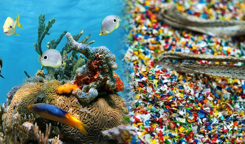 Científicos desarrollaron sistema simple que utiliza la humedad ambiental para reciclar hasta el 94% del plástico PET. Foto: composición LR/Fundación Descubre/Jazmin Ceras