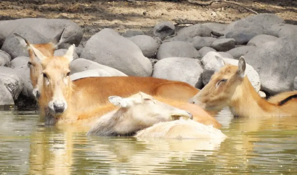 Ciervo milú regresa a los ecosistemas luego de estar al borde de la extinción. Foto: CNN
