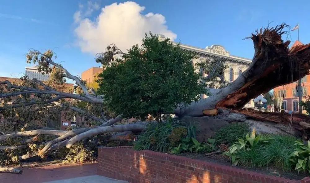En California, se estima que durante el temporal de marzo de 2025, cientos de árboles cayeron debido a los fuertes vientos y lluvias, afectando áreas residenciales y públicas. Foto: Los Angeles Times