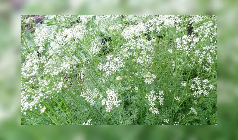 Esta hierba natural, popular en la gastronomía global, aporta nutrientes clave para los glóbulos rojos, protege células, regula el sueño y reduce la inflamación con poderosos antioxidantes. Foto: English