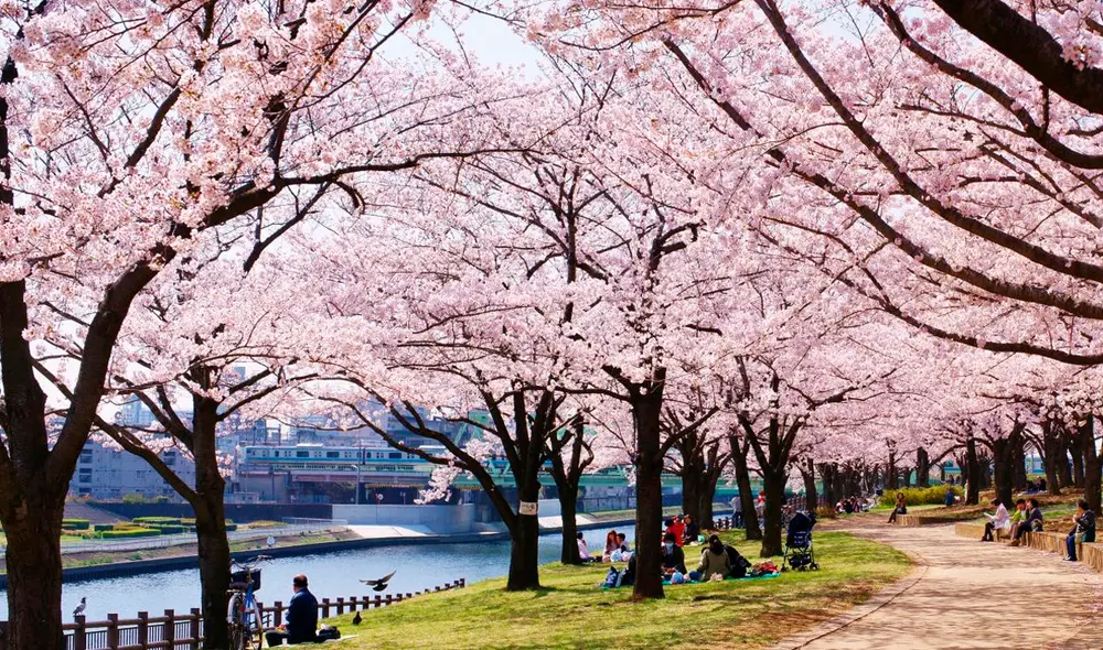 Los mejores lugares para apreciar los cerezos en flor incluyen Sakura Park en Manhattan, el Brooklyn Botanic Garden y Flushing Meadows-Corona Park en Queens, entre otros. Foto: Nueva York