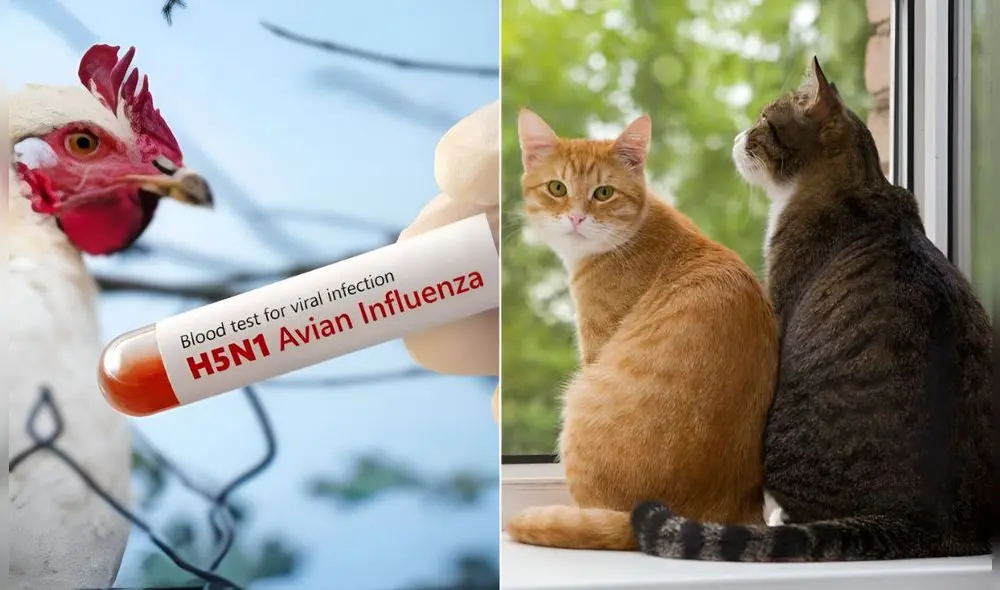 No se descarta el cotagio de gripe aviar de gatos a humanos. Foto: Fundación Affinity/Agencia Sinc