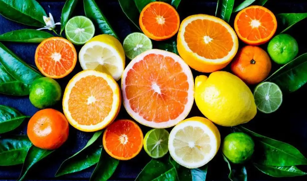 La propuesta presupuestaria del Senado de Florida para 2025-2026 destina US$200 millones a la industria de cítricos. Foto: Portal Frutícola. La propuesta presupuestaria del Senado de Florida para 2025-2026 destina US$200 millones a la industria de cítricos. Foto: Portal Frutícola.