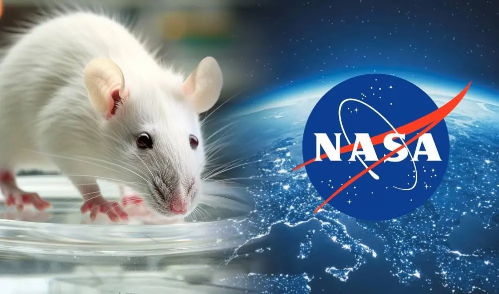 Resultados de ratones preocupan a la NASA por severas consecuencias. Composición: Lr/CNN Resultados de ratones preocupan a la NASA por severas consecuencias. Composición: Lr/CNN