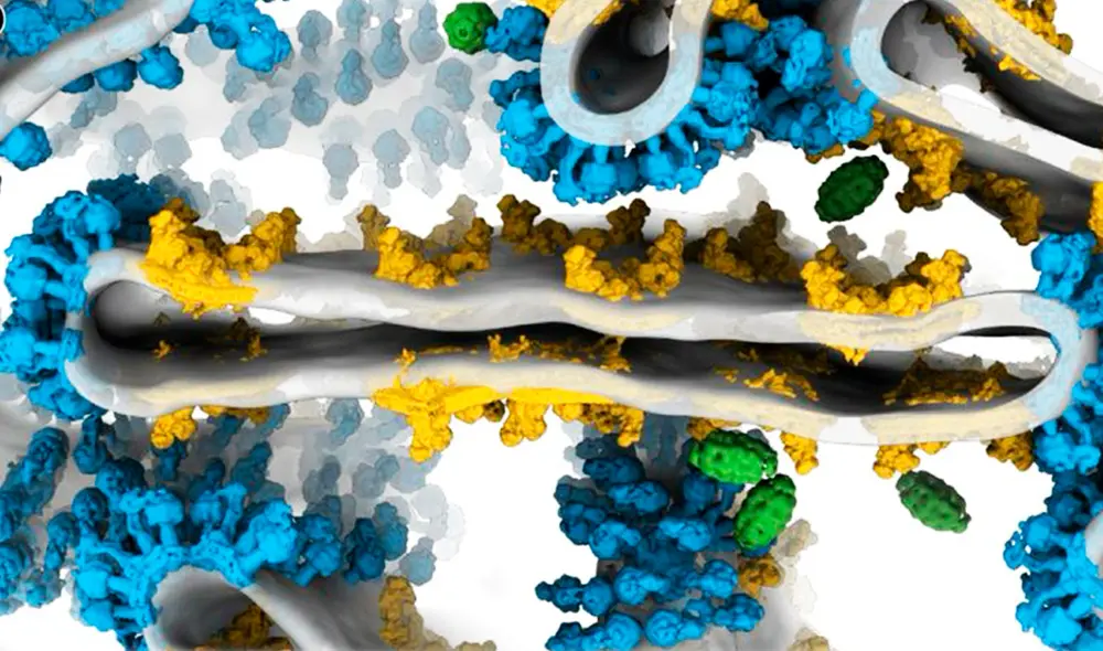 Científicos observan las mitocondrias en alta resolución que permite entender cómo producen energía con eficiencia. Foto: Science Científicos observan las mitocondrias en alta resolución que permite entender cómo producen energía con eficiencia. Foto: Science