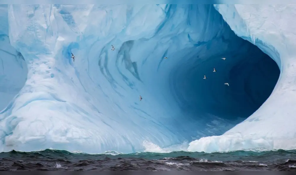 Durante ocho días de exploración, los investigadores documentaron una sorprendente diversidad biológica. Foto: X