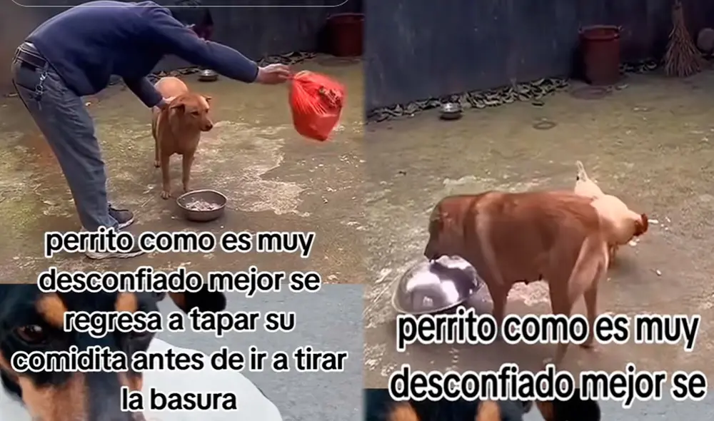 El perrito sorprendió en TikTok al tapar su plato antes de ir a botar la basura. Foto: composición LR /TikTok / @david.rosas.celis