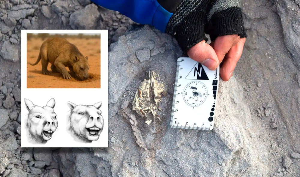 La colaboración entre instituciones locales y nacionales argentinas permitió rescatar el fósil del Ichhutherium wayra casi completo con éxito. Foto: composición LR/Conicet.