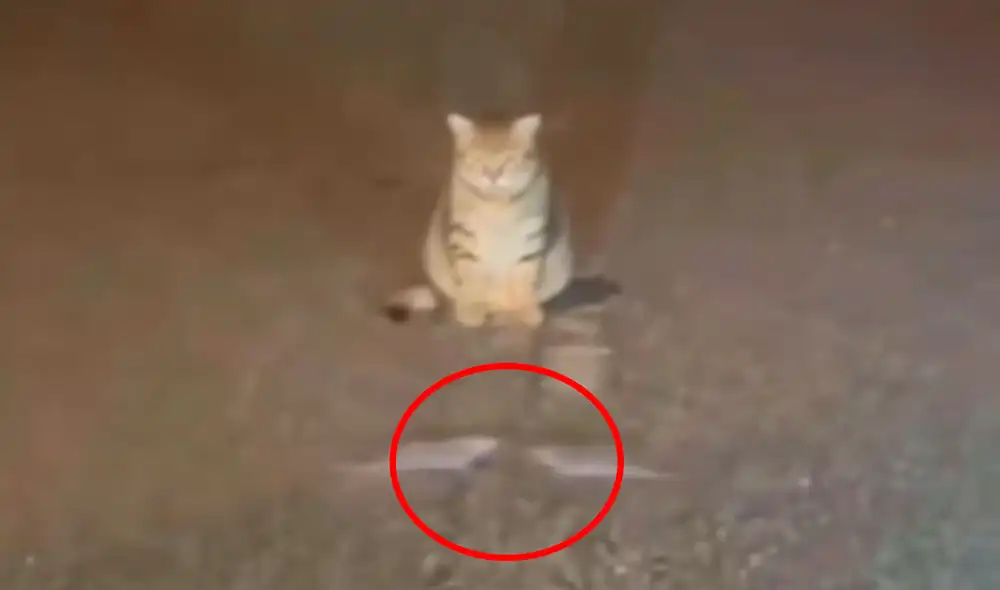 Las dos ratas estaban en pleno enfrentamiento, saltando una sobre la otra mientras el gato observaba con total atención. Foto: composición LR/ TikTok / @djtaylor.arizu