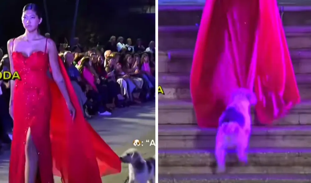 A veces la espontaneidad supera cualquier puesta en escena. Foto: composición LR/ TikTok