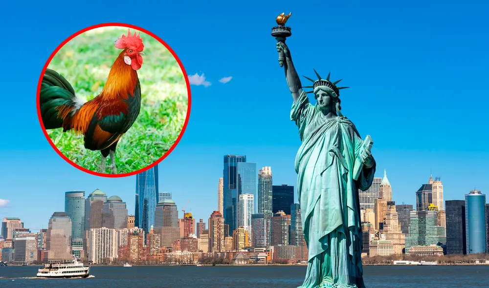 Las normativas neoyorquinas establecen que, aunque se permiten gallinas, la cría de gallos y otras aves está prohibida, con multas que oscilan entre 200 y 2.000 dólares. Foto: Composición LR/Travel Guide/Picture Bird