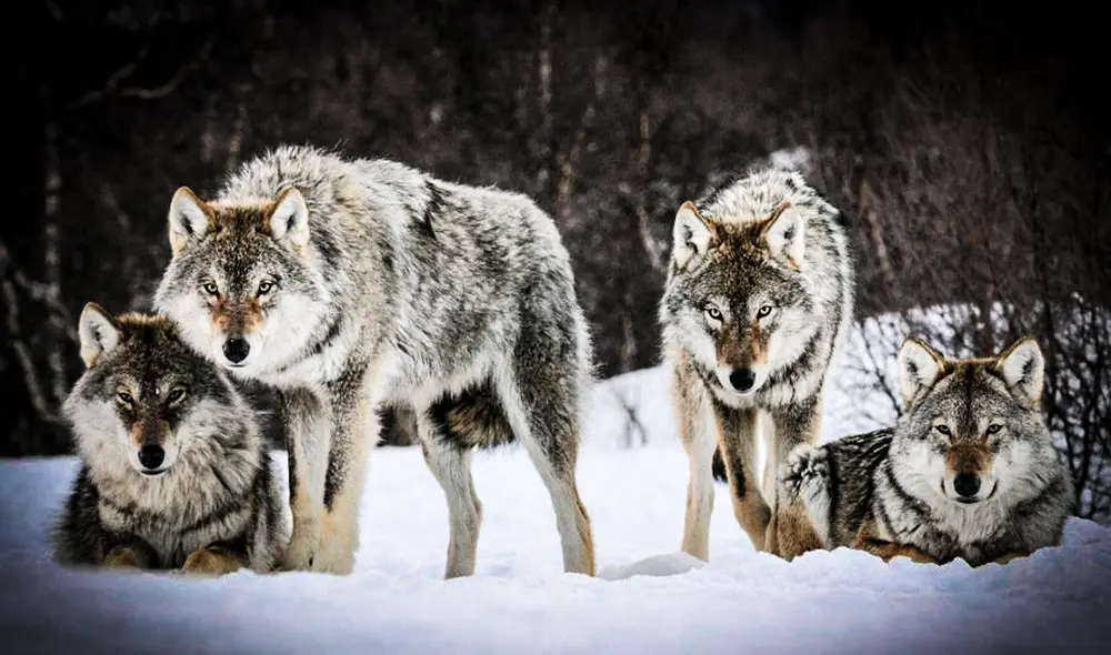 La reaparición de lobos grises en California ha generado alertas por ataques a ganados. Foto: Noro La reaparición de lobos grises en California ha generado alertas por ataques a ganados. Foto: Noro