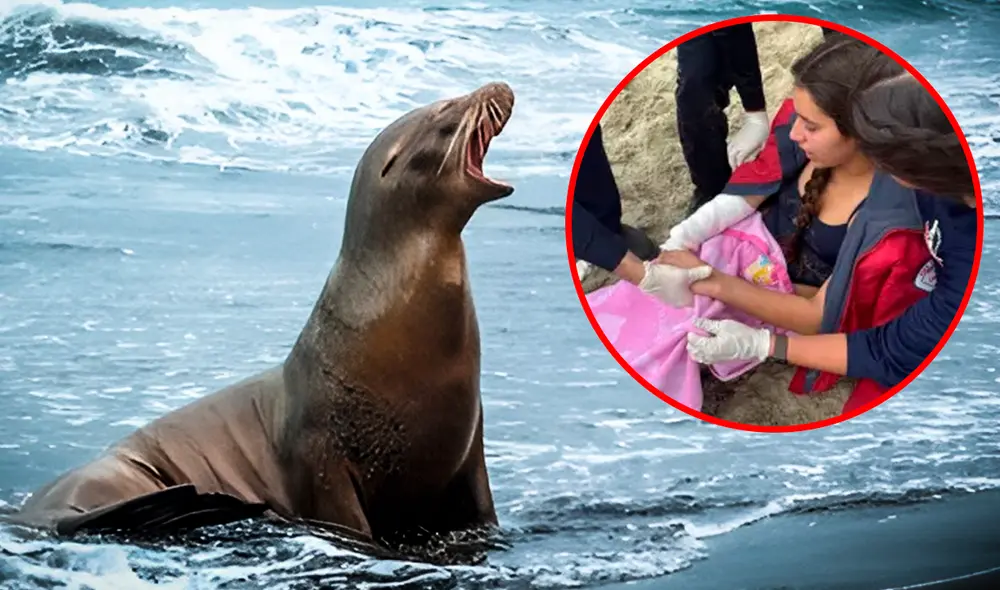 California: la adolescente fue mordida en el brazo derecho, lo que le provocó cortes y moretones. Foto: composición LR/difusión en X