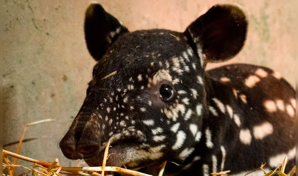 El tapir malayo es un mamífero herbívoro que habita en las selvas de Malasia y la isla de Sumatra. Foto: El País.