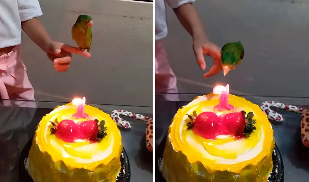 El video se ha vuelto tendencia en redes sociales. Foto: TikTok/@bella.ybellanita