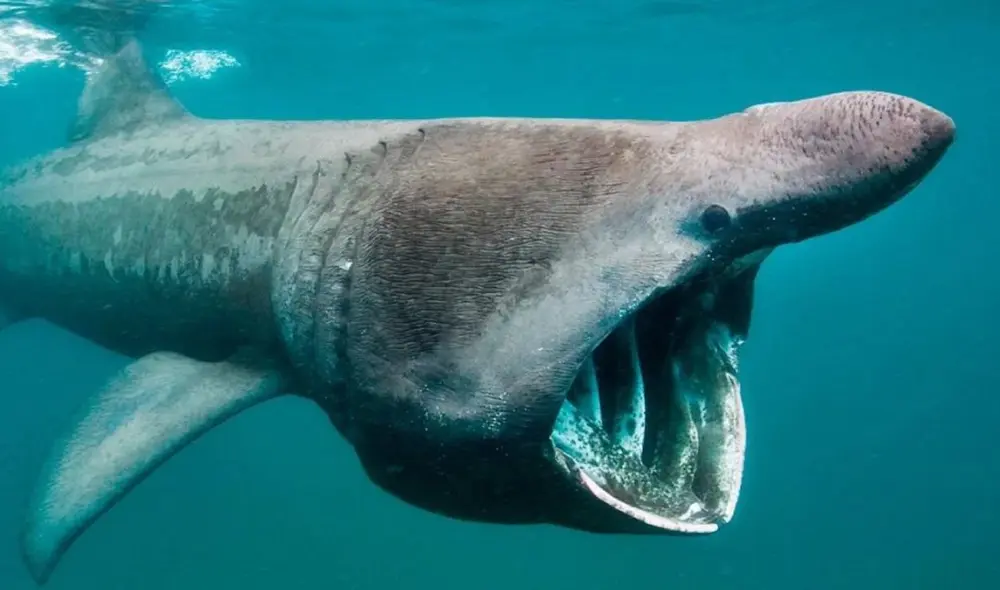 El tiburón de Groenlandia es el animal con más longevidad en la Tierra. Foto: CNN El tiburón de Groenlandia es el animal con más longevidad en la Tierra. Foto: CNN