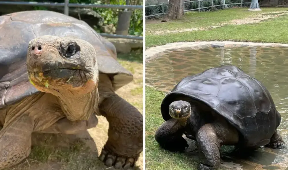 Mommy se convierte en la tortuga más longeva en dar a luz. Foto: composición LR/Muy Interesante Mommy se convierte en la tortuga más longeva en dar a luz. Foto: composición LR/Muy Interesante