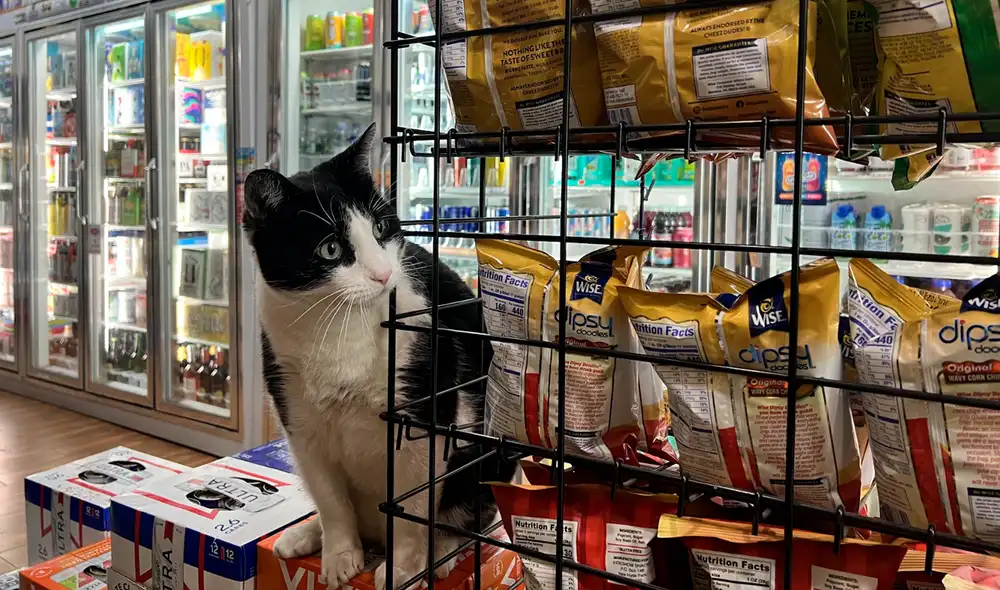 Muchos de los felinos suelen descansar en las vitrinas y estantes de los negocios de Nueva York. Foto: Pavement Pieces
