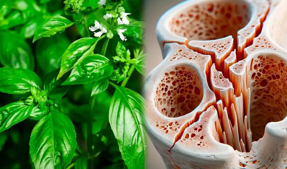 Además de su contenido de calcio, la albahaca aporta vitamina K y magnesio, elementos cruciales para una adecuada mineralización ósea y mantenimiento de la densidad ósea. Foto: Composición LR/Infobae/Tua Saúde