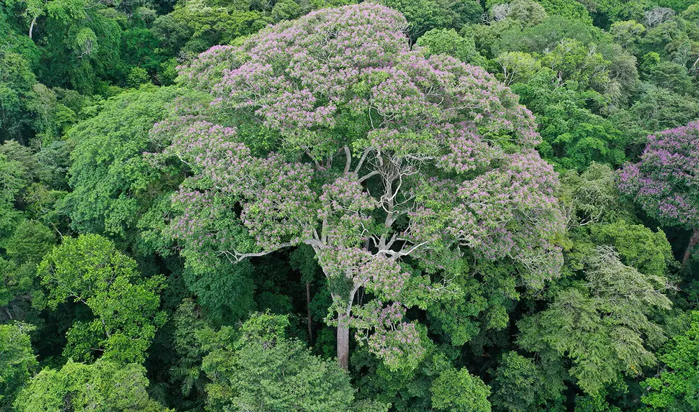 Investigadores descubren en las selvas bajas de Panamá un árbol que aprovecha los rayos. Foto: Evan Gora