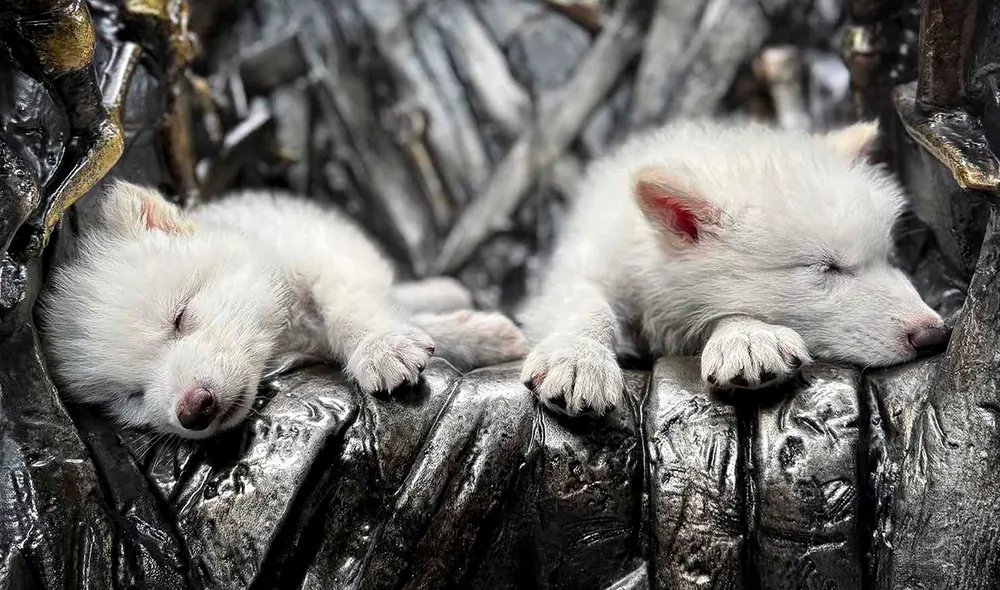 Rómulo y Remo, los cachorros de lobo gigante que fueron traídos a la vida por la empresa de biotecnología Colossal Biosciences. Foto: Colossal Bioscience