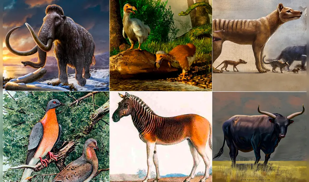 Científicos citados por Live Science indican que las especies que podrían volver a la vida son seis. Foto: Composición LR/NationalGeographic/Wired/Louis Agassiz.