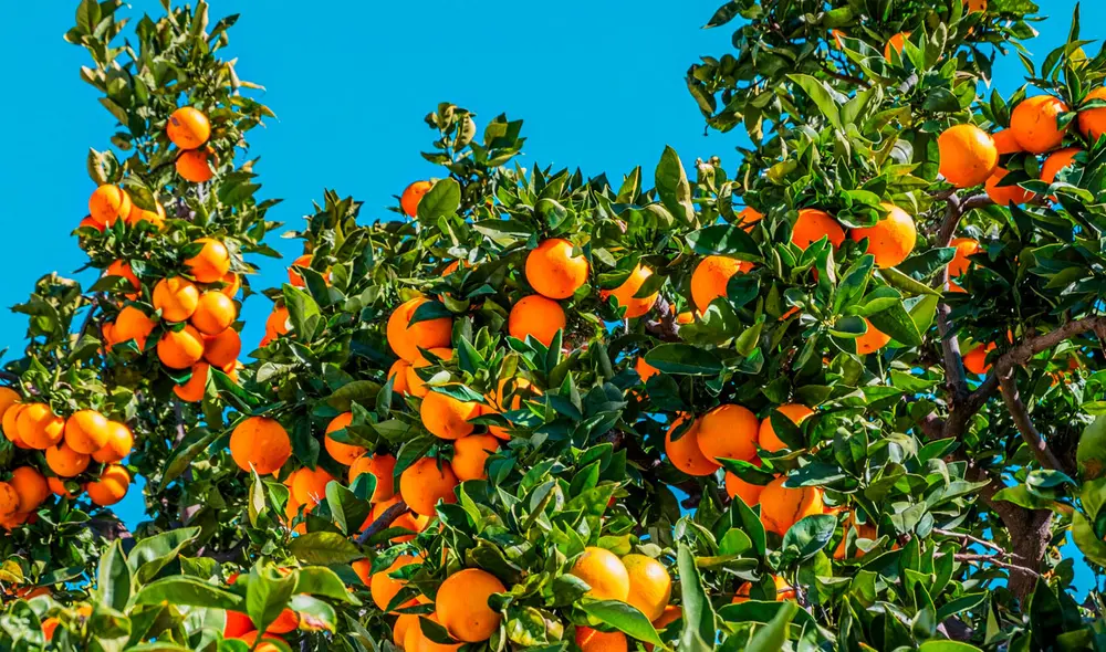 Gran parte de la producción de naranjas en Florida genera un consumo de 2.500 millones de litros de jugo en Estados Unidos. Foto: Composición LR/Portal Frutícola