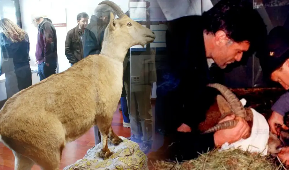 Celia entró a los libros de la ciencia al convertirse en la primera cabra montesa clonada. Foto: Composición LR