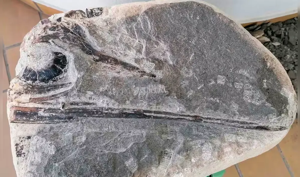 El estudio, publicado en la revista Acta Palaeontologica Polonica, detalla que este nuevo ictiosaurio tenía un tamaño relativamente pequeño. Foto: EFE.